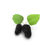Mulberry