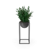 House Showpiece Plant
