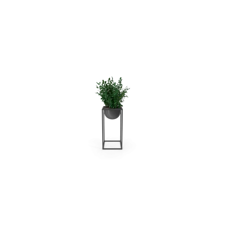 House Showpiece Plant